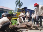 kurban sapi pln di padang0